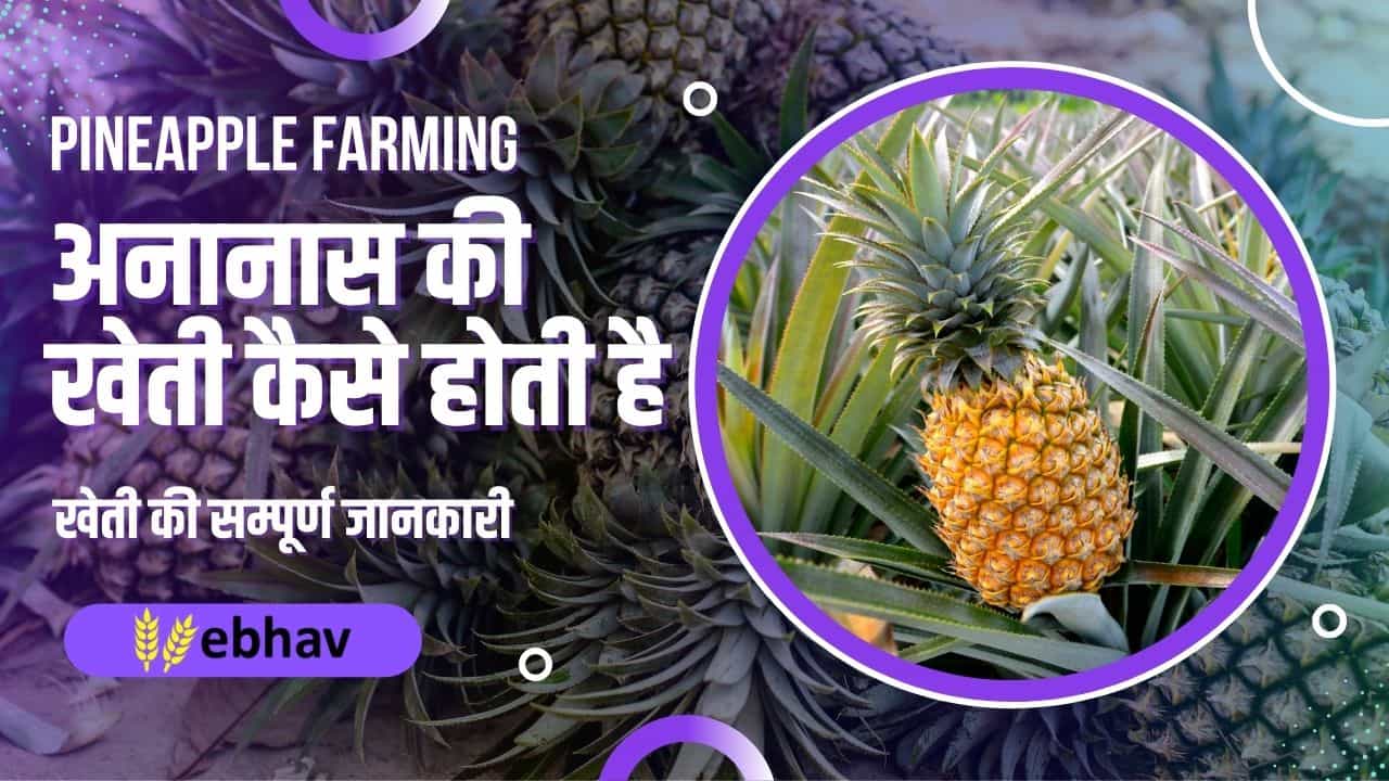 pineapple-farming