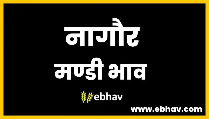 nagaur-mandi-bhav