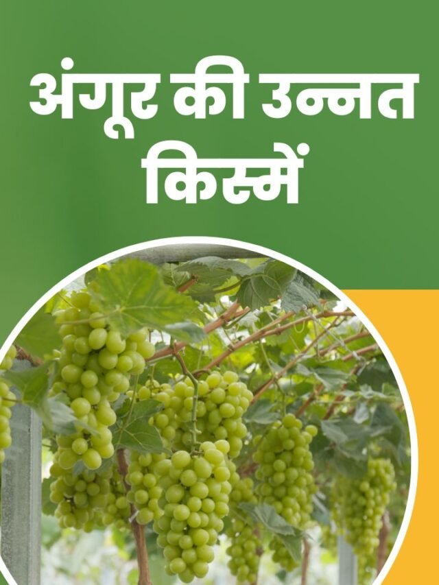 varieties-of-grapes (1)
