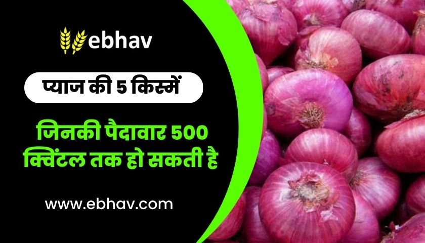 5-varieties-of-onions-which-can-yield-up-to-500-quintals