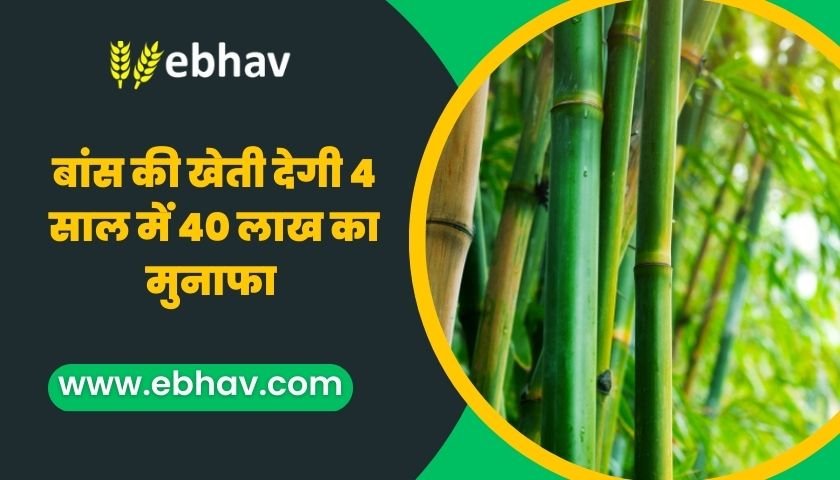 bamboo-farming