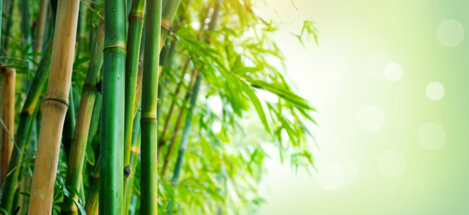 bamboo-farming
