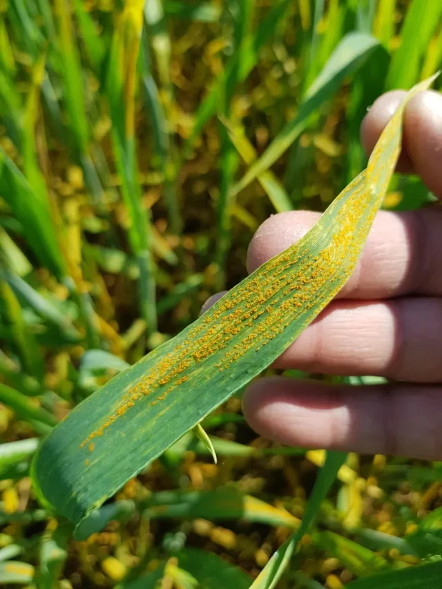 yellowing-of-wheat (3)