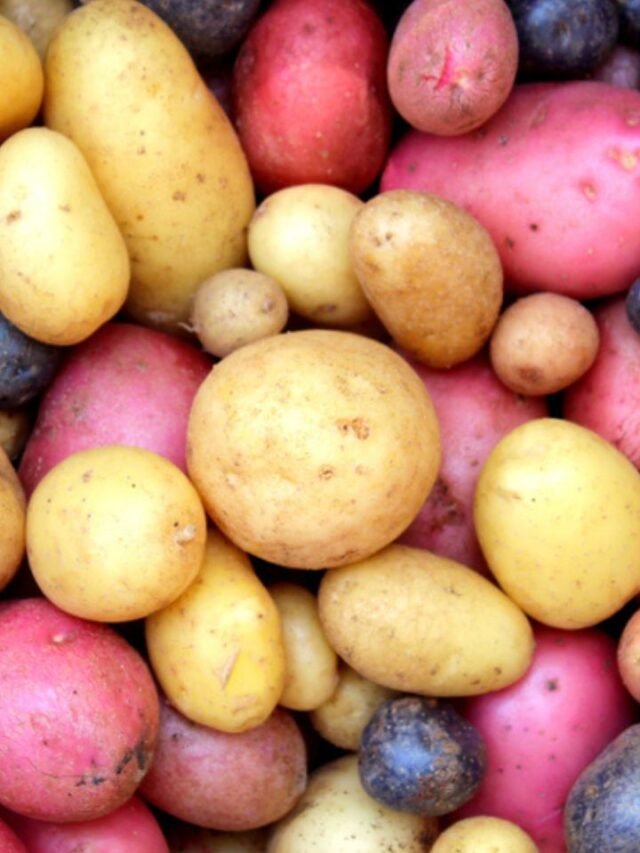 potato (1)