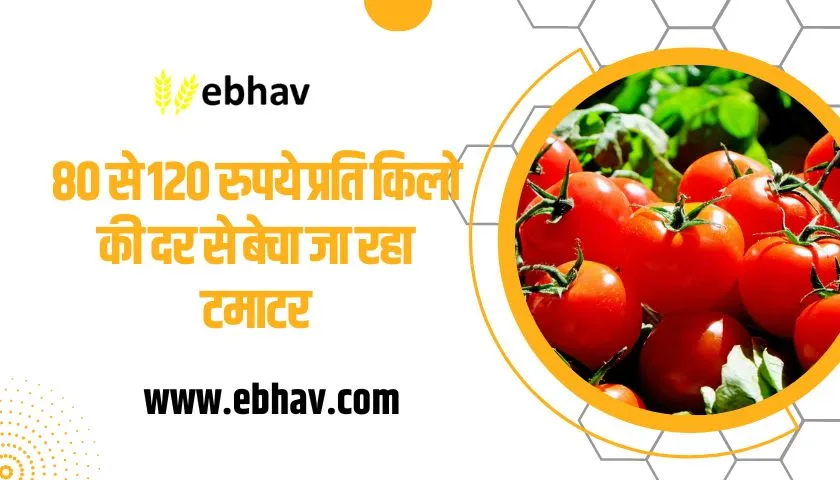 tomato-being-sold-for-rs-80-to-120-per-kg