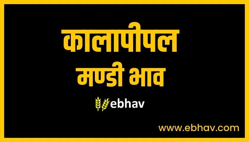 kalapipal-mandi-bhav