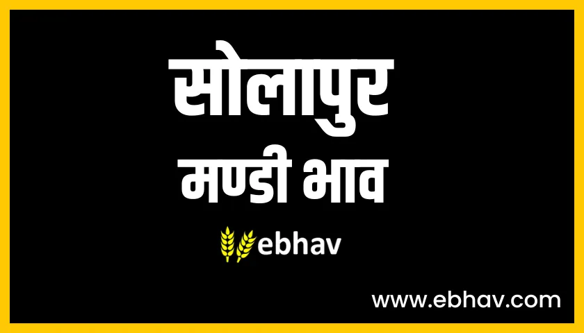 Solapur mandi bhav
