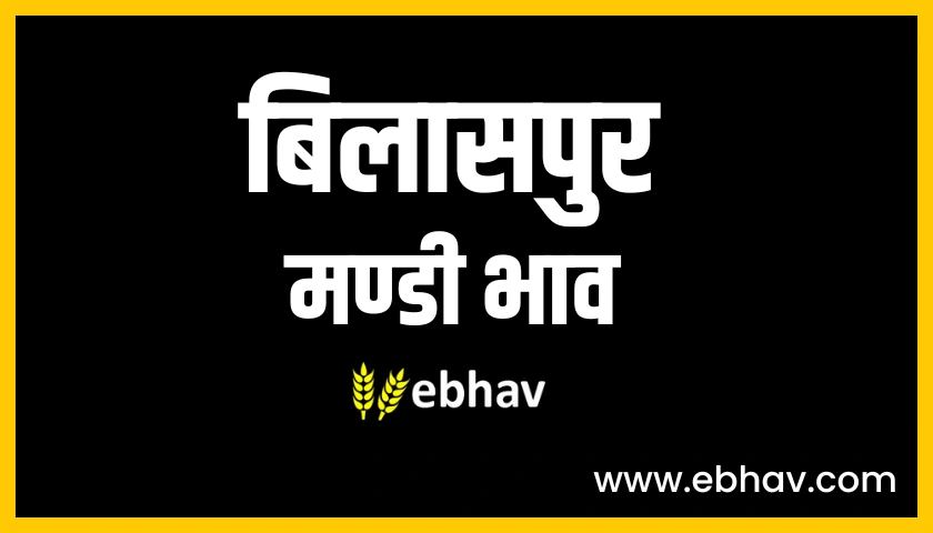 Bilaspur Mandi Bhav