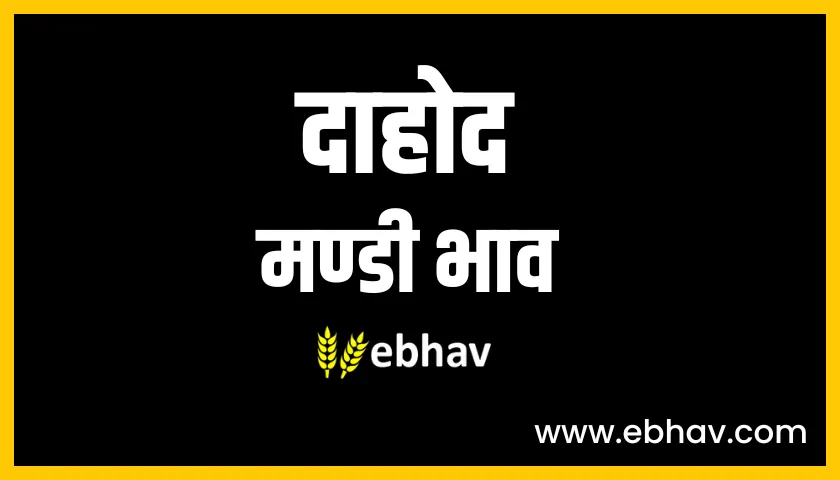 dahod mandi bhav