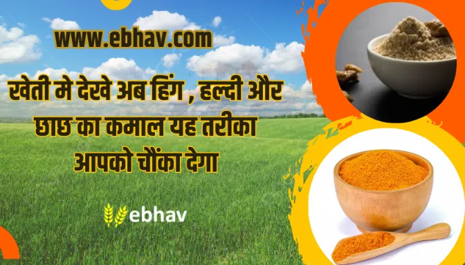 Leaf Curl Virus Solution