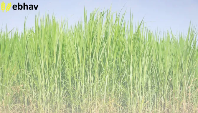 Napier Grass Farming Benefits