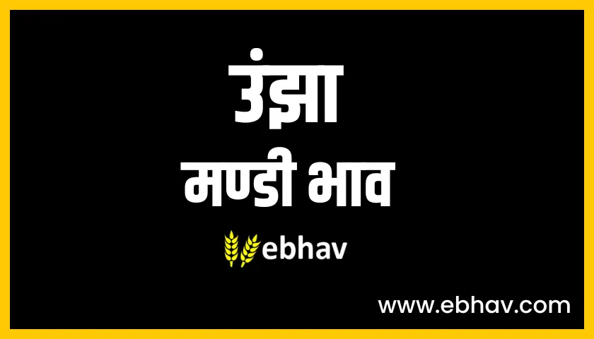 unjha mandi bhav