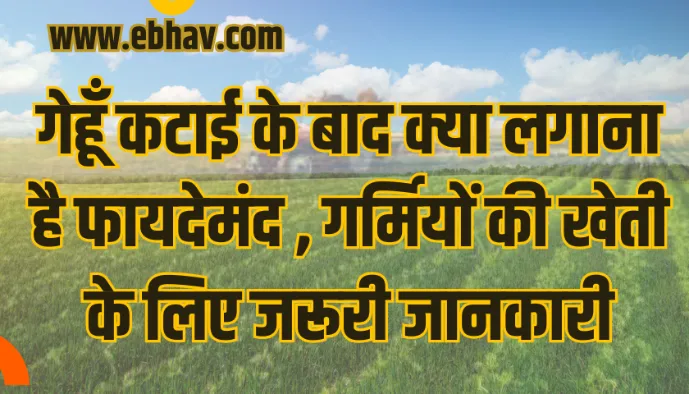 Gehu Ke Baad Kya Boyen