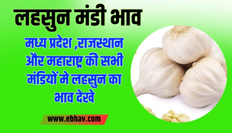 Lahsun Mandi Bhav